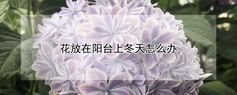 花放在阳台上冬天怎么办（花放阳台会不会冻死）