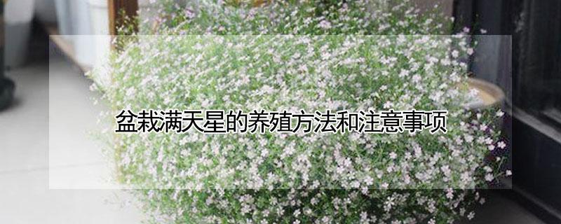 盆栽满天星的养殖方法和注意事项（盆栽满天星怎么养护）