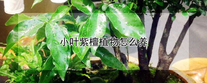 小叶紫檀植物怎么养 小叶紫檀植物怎么养护和浇水