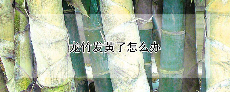 龙竹发黄了怎么办 龙竹发黄了怎么办呢