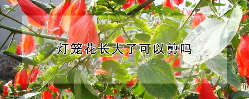灯笼花长大了可以剪吗（灯笼花能修剪吗）