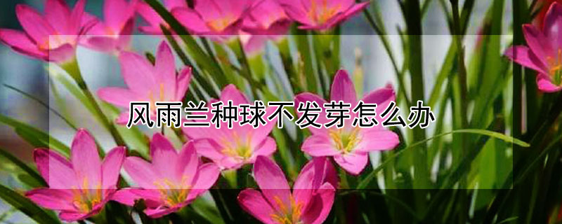 风雨兰种球不发芽怎么办（风雨兰种球不发芽怎么办呢）