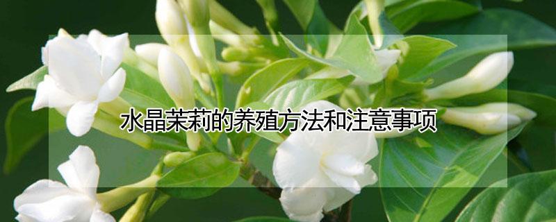 水晶茉莉的养殖方法和注意事项 水晶茉莉的养殖方法和注意事项有哪些