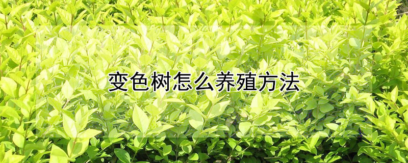 变色树怎么养殖方法（变色树怎么养殖方法图解）