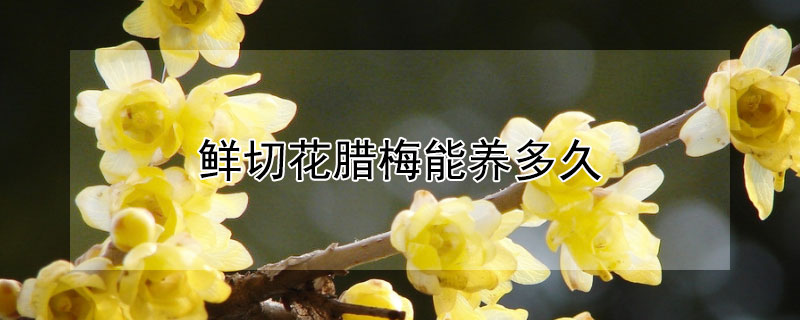 鲜切花腊梅能养多久（鲜切花腊梅的养殖方法和注意事项）
