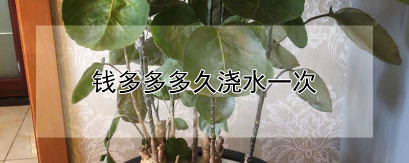 钱多多多久浇水一次（钱多多多久浇一次水好）