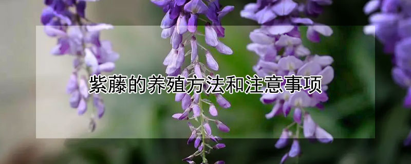 紫藤的养殖方法和注意事项（紫藤的养殖方法和注意事项紫藤叶多花少）