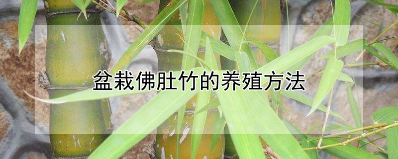 盆栽佛肚竹的养殖方法 盆栽佛肚竹的养殖方法和技术