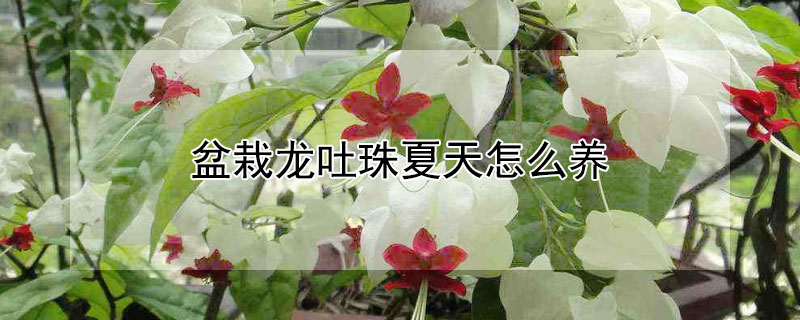 盆栽龙吐珠夏天怎么养 盆栽龙吐珠的养殖方法和注意事项