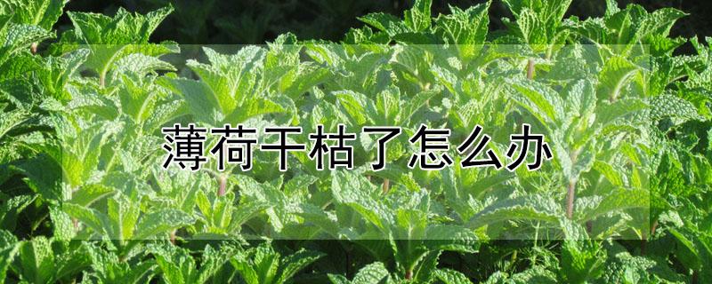 薄荷干枯了怎么办 薄荷干枯了怎么办还能活吗