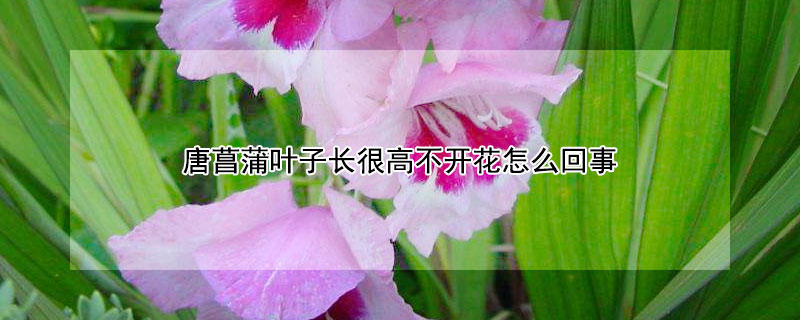 唐菖蒲叶子长很高不开花怎么回事（唐菖蒲叶子发黄咋办）