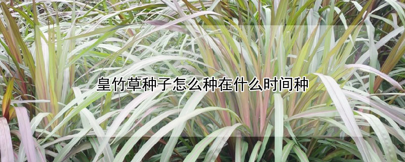 皇竹草种子怎么种在什么时间种（皇竹草种子怎么种在什么时间种植最好）