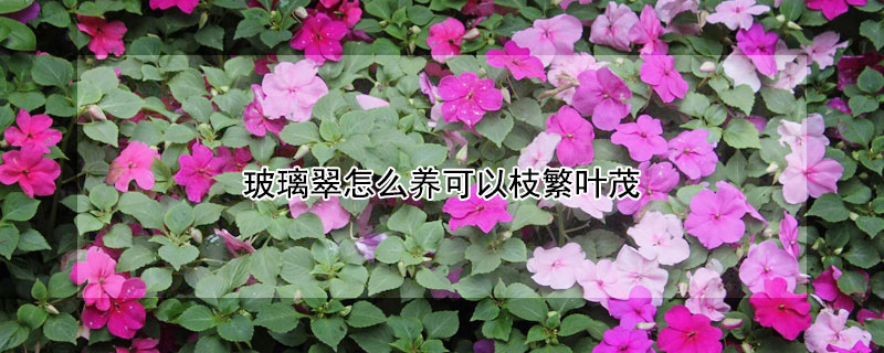 玻璃翠怎么养可以枝繁叶茂 玻璃翠怎么养活