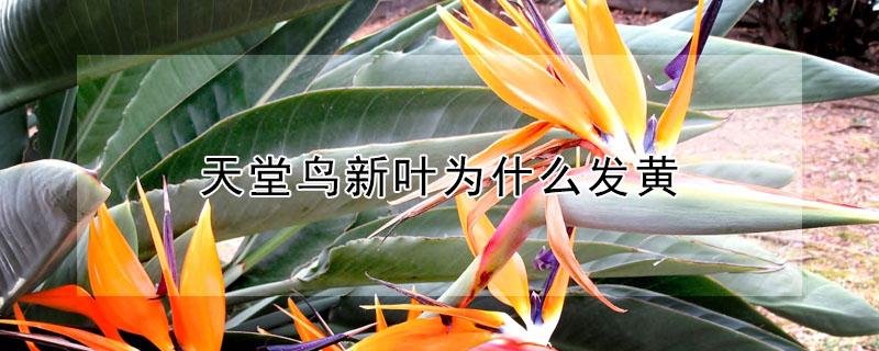 天堂鸟新叶为什么发黄（天堂鸟新叶发黄怎么办）