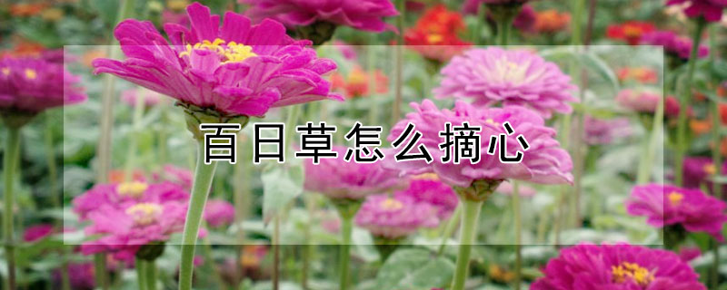 百日草怎么摘心 百日草怎么摘心最好