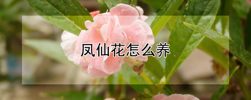 凤仙花怎么养（凤仙花怎么养种子）