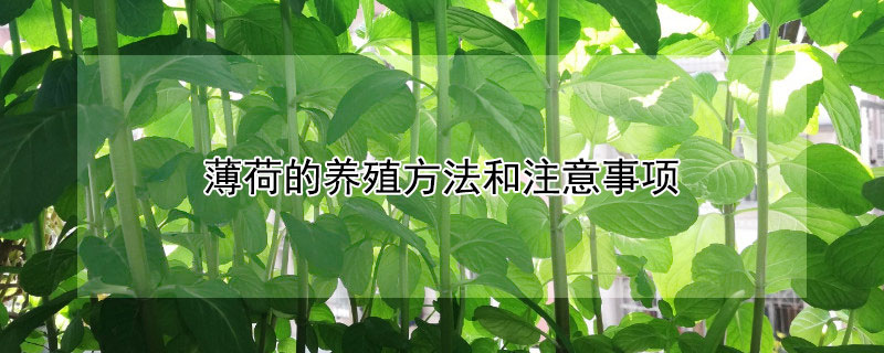 薄荷的养殖方法和注意事项（薄荷的养殖方法和注意事项薄荷怎么养）