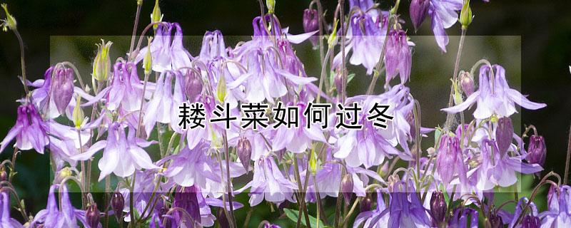 耧斗菜如何过冬 耧斗菜过冬温度