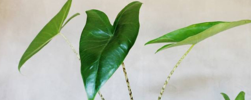 斑马海芋怎么养（斑马海芋怎么养殖）