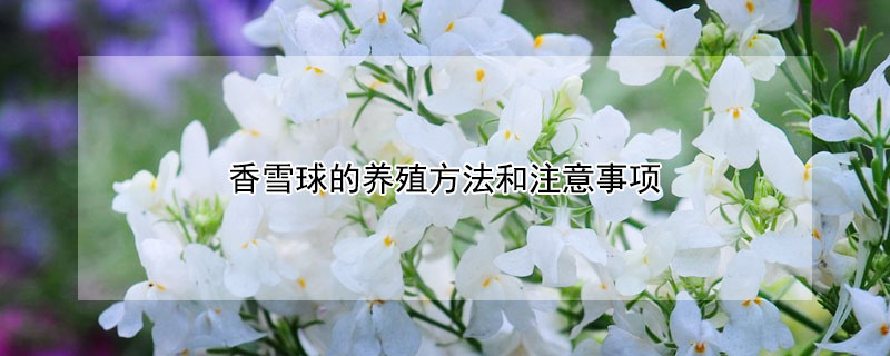 香雪球的养殖方法和注意事项 香雪球种子种植方法和时间