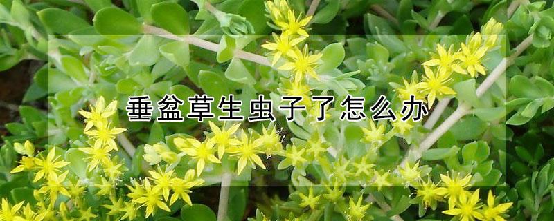 垂盆草生虫子了怎么办（垂盆草长虫）
