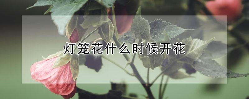 灯笼花什么时候开花 灯笼花一年开几次