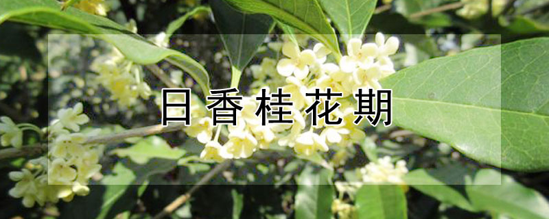 日香桂花期 日香桂花期真260天吗