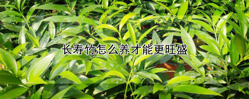 长寿竹怎么养才能更旺盛 长寿竹叶子发黄怎么救