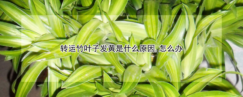 转运竹叶子发黄是什么原因,怎么办（转运竹叶子发黄怎么办?）