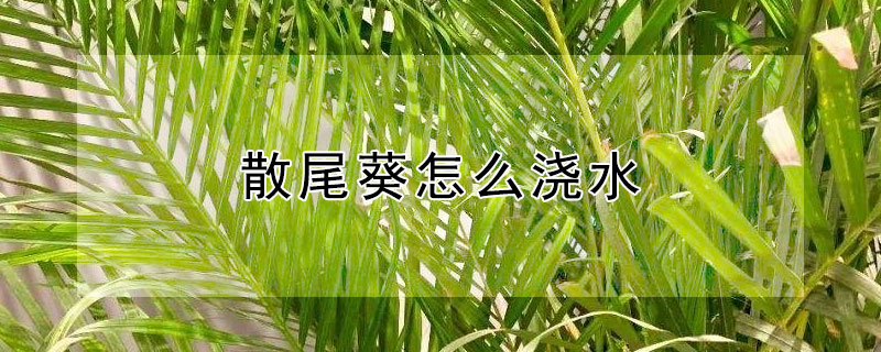 散尾葵怎么浇水 散尾葵怎么浇水方法