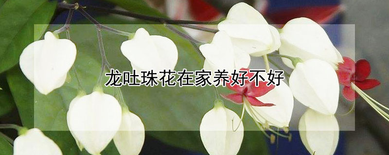 龙吐珠花在家养好不好 龙吐珠花好养吗?