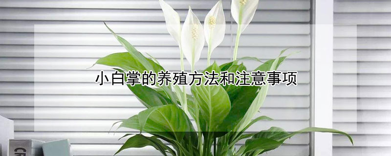小白掌的养殖方法和注意事项（小白掌图片）