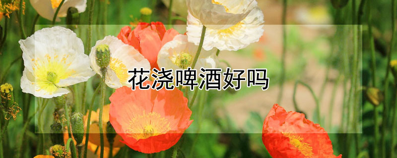 花浇啤酒好吗 花浇啤酒好吗?