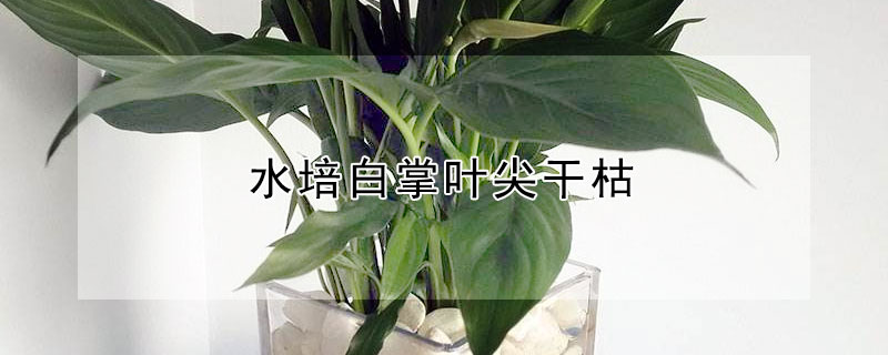 水培白掌叶尖干枯（水培白掌叶尖干枯怎么办）