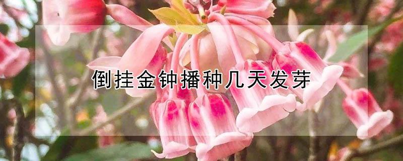 倒挂金钟播种几天发芽（倒挂金钟播种期）