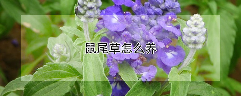 鼠尾草怎么养（萨丽芳鼠尾草怎么养）