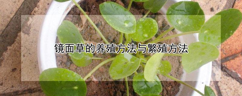 镜面草的养殖方法与繁殖方法 镜面草的养殖方法与繁殖方法铜钱草