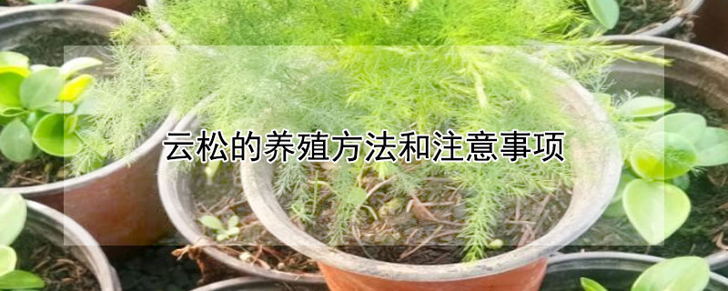 云松的养殖方法和注意事项（云松的养殖方法和注意事项 盆栽）