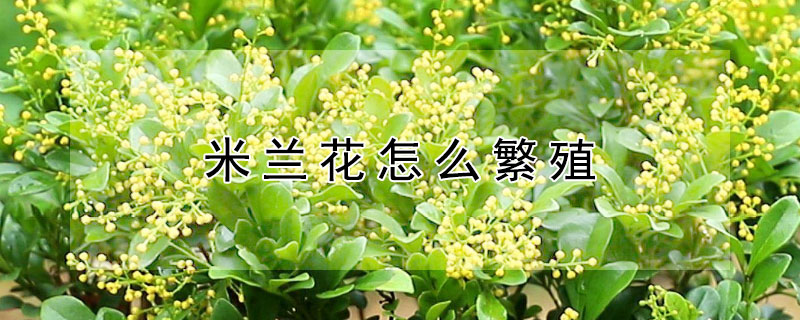 米兰花怎么繁殖（米兰花怎么繁殖视频）