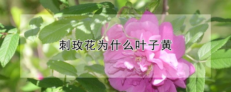 刺玫花为什么叶子黄 刺玫花为什么叶子黄黄的