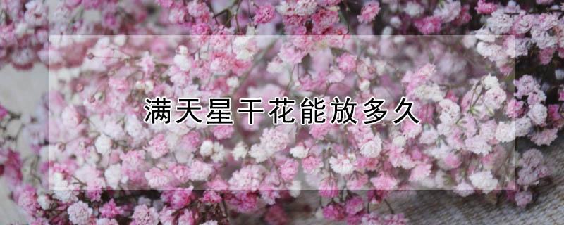 满天星干花能放多久（满天星干花能放多久不枯萎）