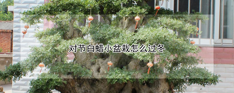 对节白蜡小盆栽怎么过冬 对节白蜡盆景冬季怎样管理