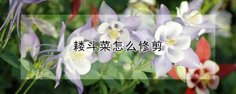 耧斗菜怎么修剪（耧斗菜修剪法）