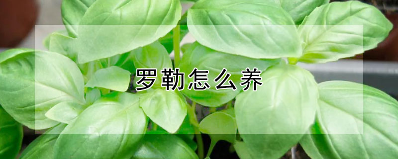 罗勒怎么养（罗勒怎么养活）