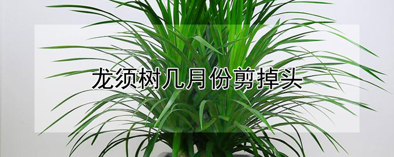 龙须树几月份剪掉头（龙须树放客厅大忌）