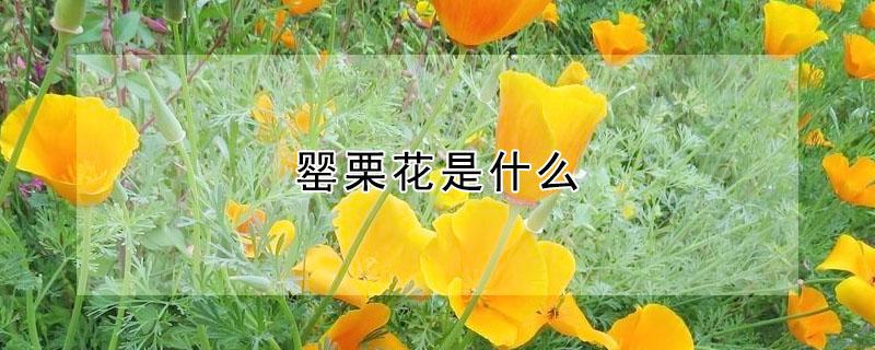 罂栗花是什么 罂栗花是什么意思啊