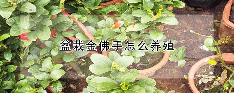 盆栽金佛手怎么养殖 盆栽金佛手怎么养殖视频