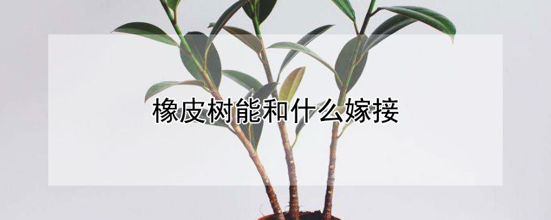橡皮树能和什么嫁接（橡皮树能和什么树嫁接）