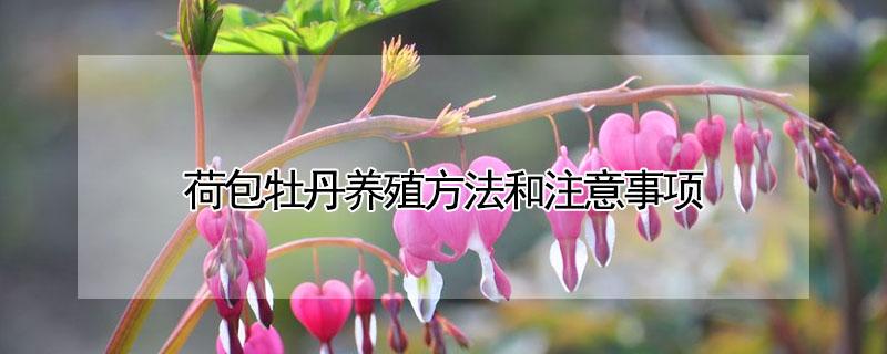 荷包牡丹养殖方法和注意事项（荷包牡丹的繁殖方法）