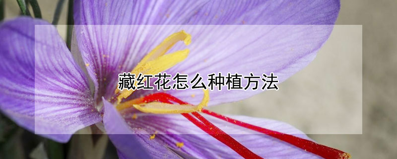 藏红花怎么种植方法 藏红花种植方法与时间视频